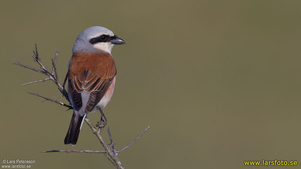 Red-backed Shrike