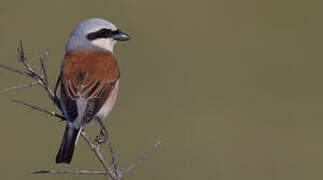 Red-backed Shrike