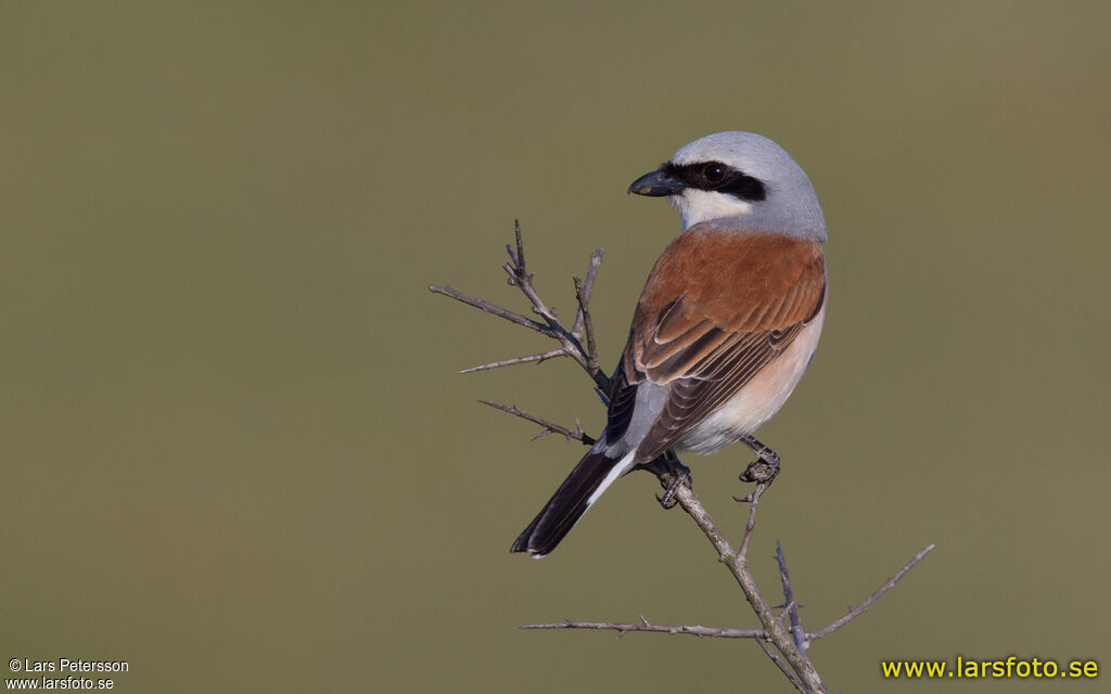 Red-backed Shrike