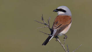 Red-backed Shrike