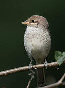 Red-backed Shrike