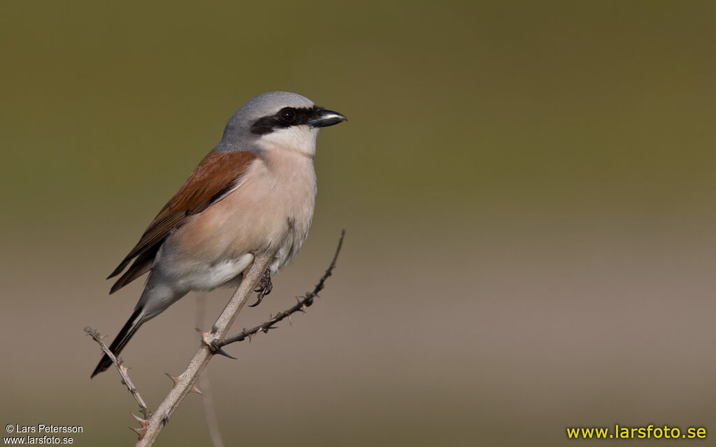 Red-backed Shrike