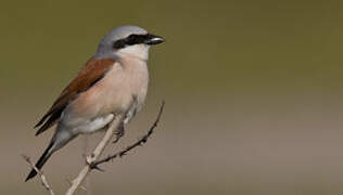 Red-backed Shrike