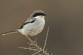 Great Grey Shrike