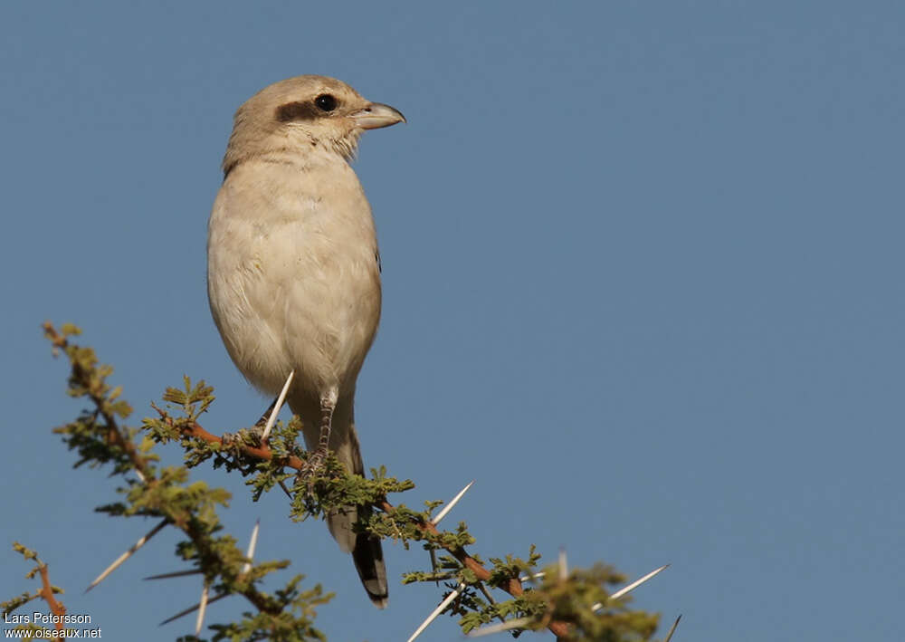 Great Grey ShrikeFirst year, close-up portrait