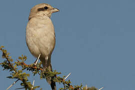 Great Grey Shrike