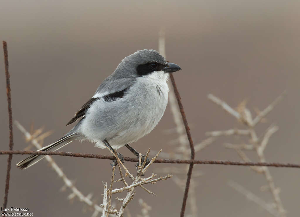 Great Grey Shrikeadult, identification