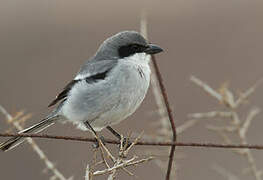 Great Grey Shrike