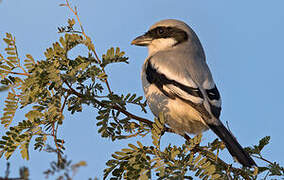 Great Grey Shrike