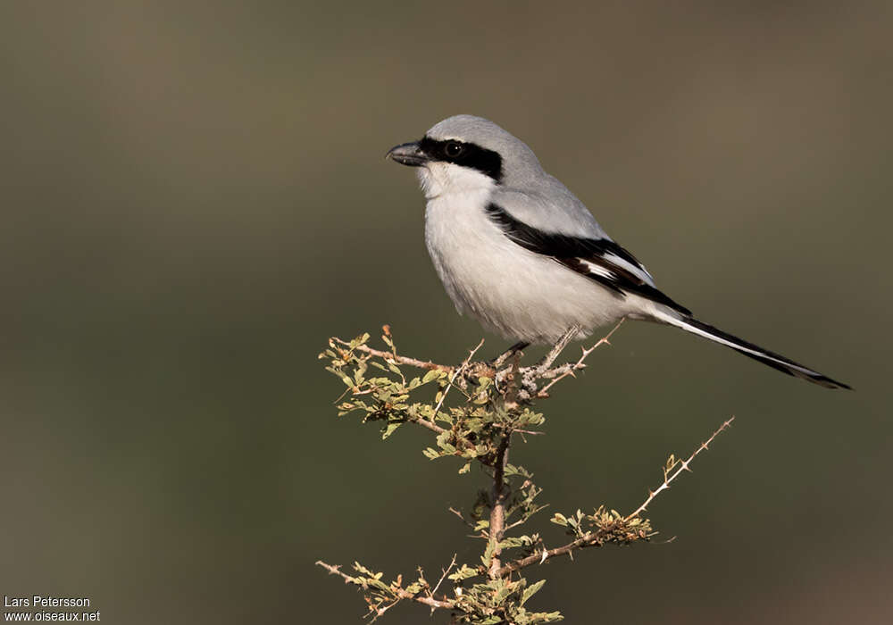 Great Grey Shrikeadult, identification