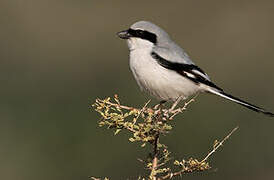 Great Grey Shrike