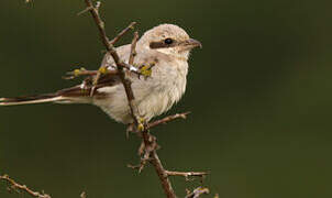 Great Grey Shrike