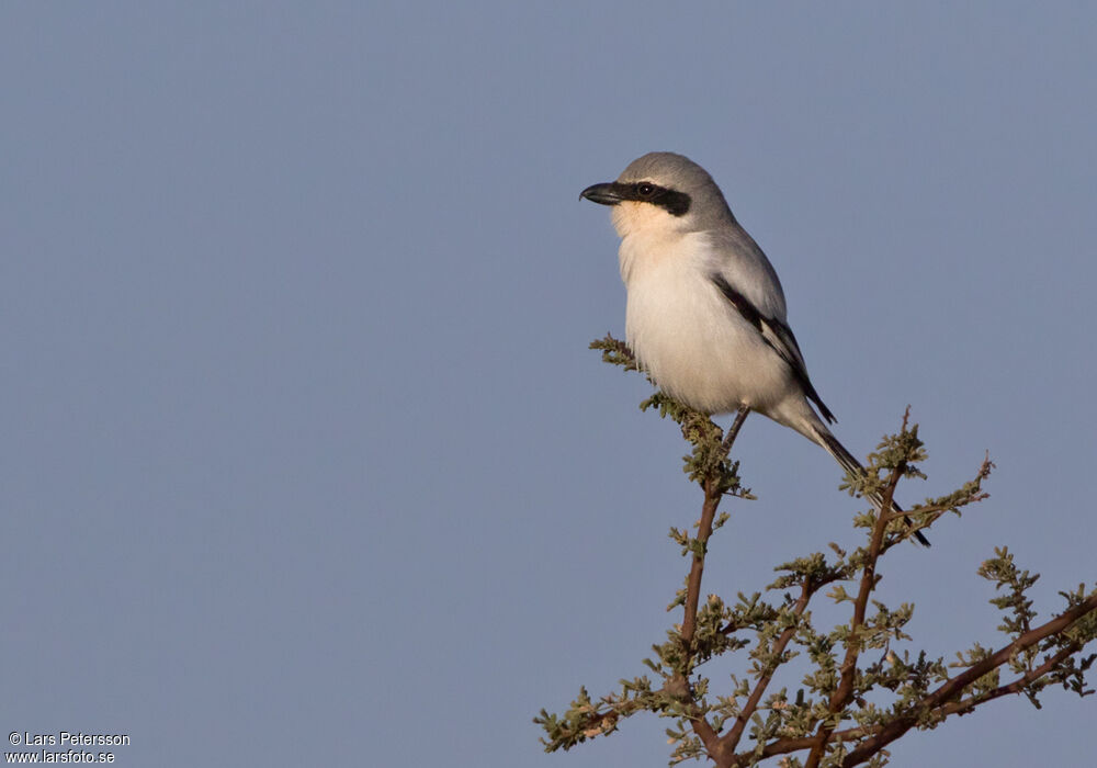 Great Grey Shrike