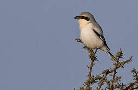 Great Grey Shrike