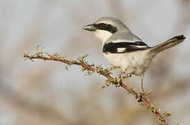 Great Grey Shrike