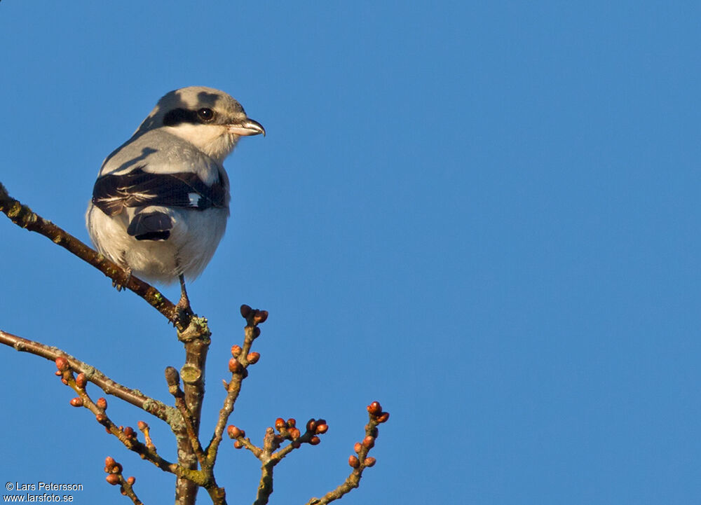 Great Grey Shrike