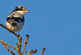 Great Grey Shrike