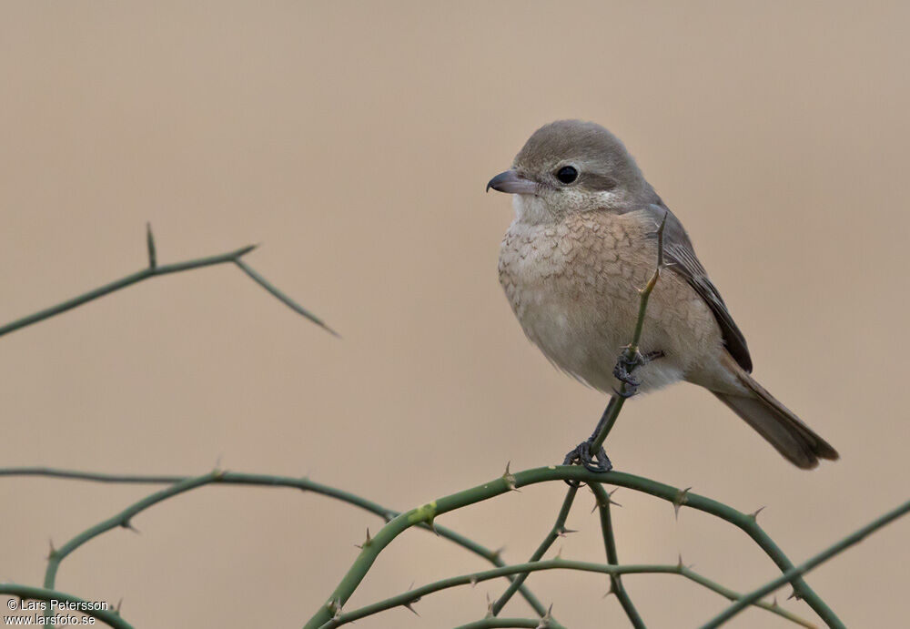 Isabelline Shrike