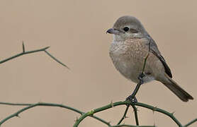 Isabelline Shrike