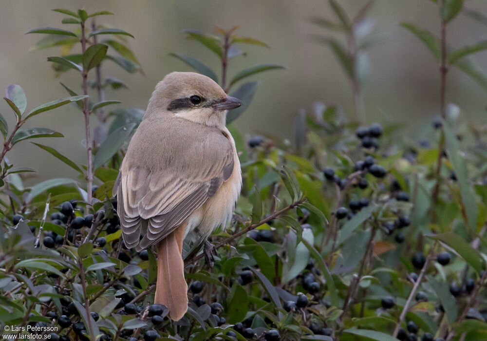 Isabelline Shrike