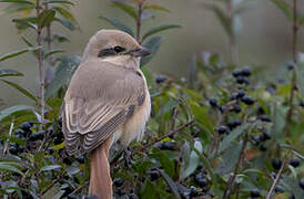 Isabelline Shrike