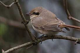 Isabelline Shrike