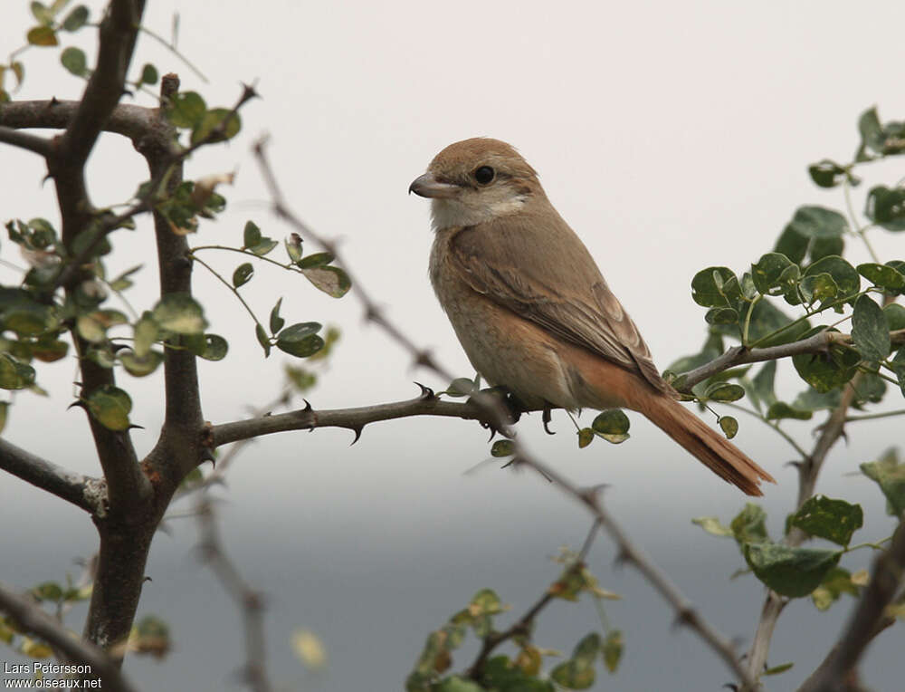 Isabelline Shrike, pigmentation