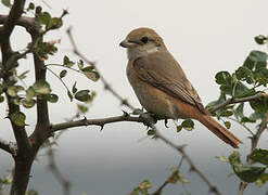 Isabelline Shrike