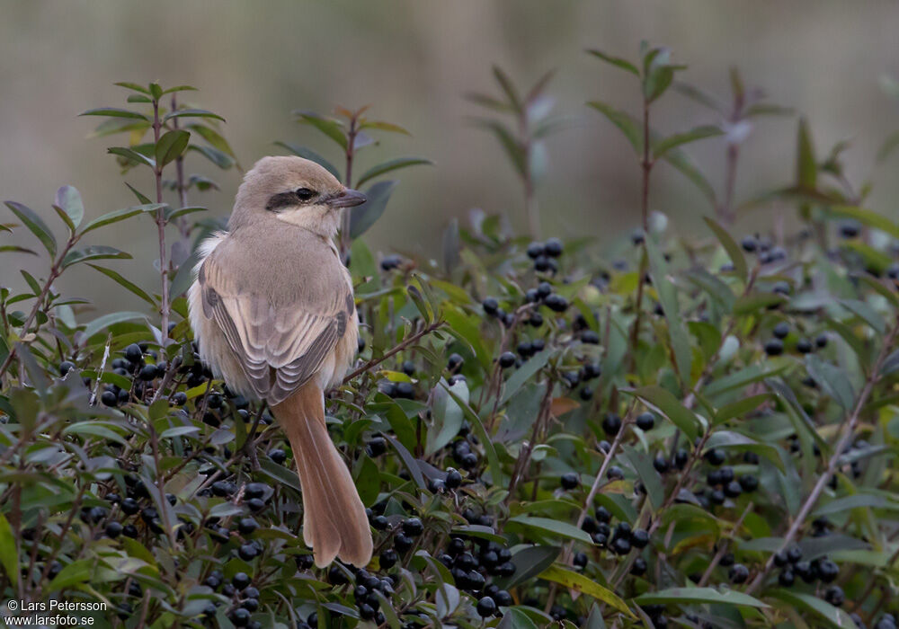 Isabelline Shrike