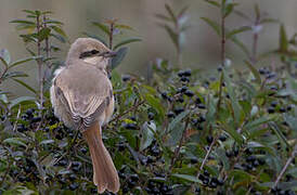 Isabelline Shrike