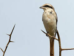 Isabelline Shrike