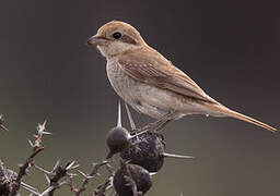 Isabelline Shrike