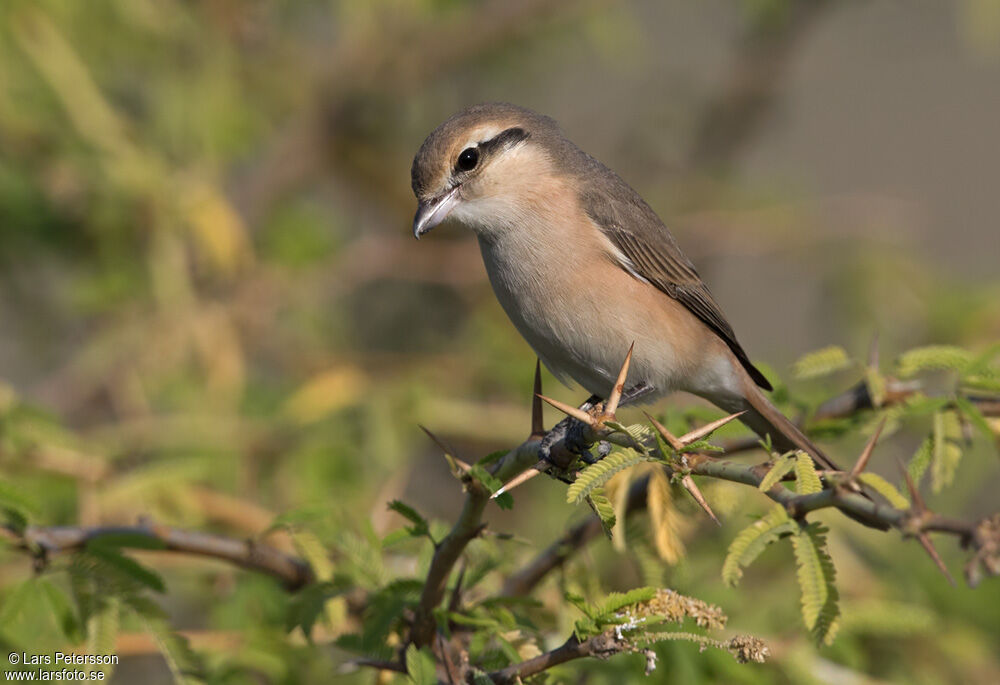 Isabelline Shrike