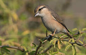 Isabelline Shrike