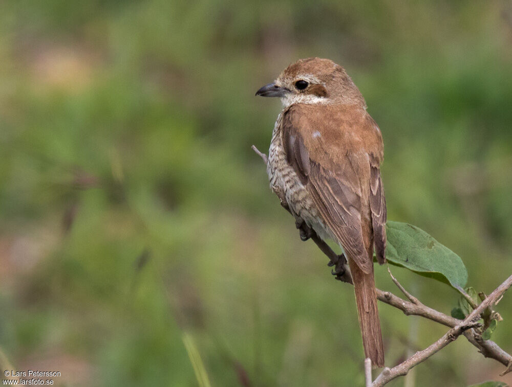 Isabelline Shrike