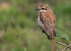 Isabelline Shrike