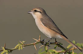 Isabelline Shrike