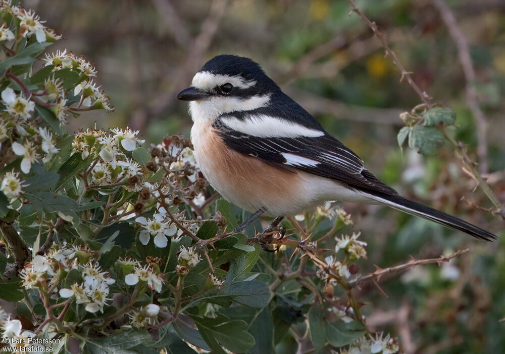 Masked Shrike