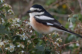 Masked Shrike