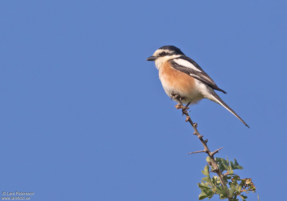 Masked Shrike