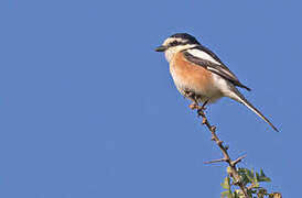 Masked Shrike