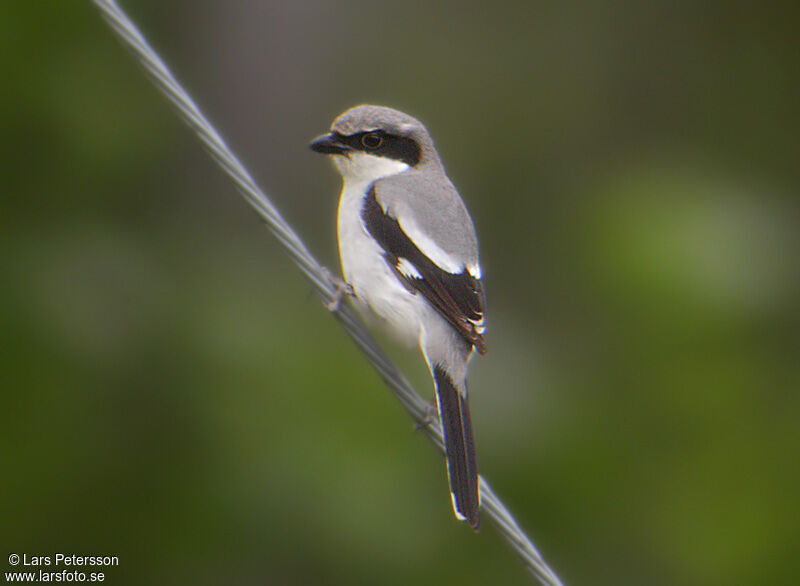 Loggerhead Shrike