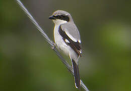 Loggerhead Shrike