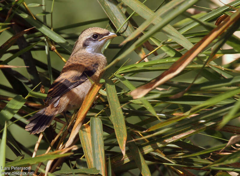 Long-tailed Shrikejuvenile, identification