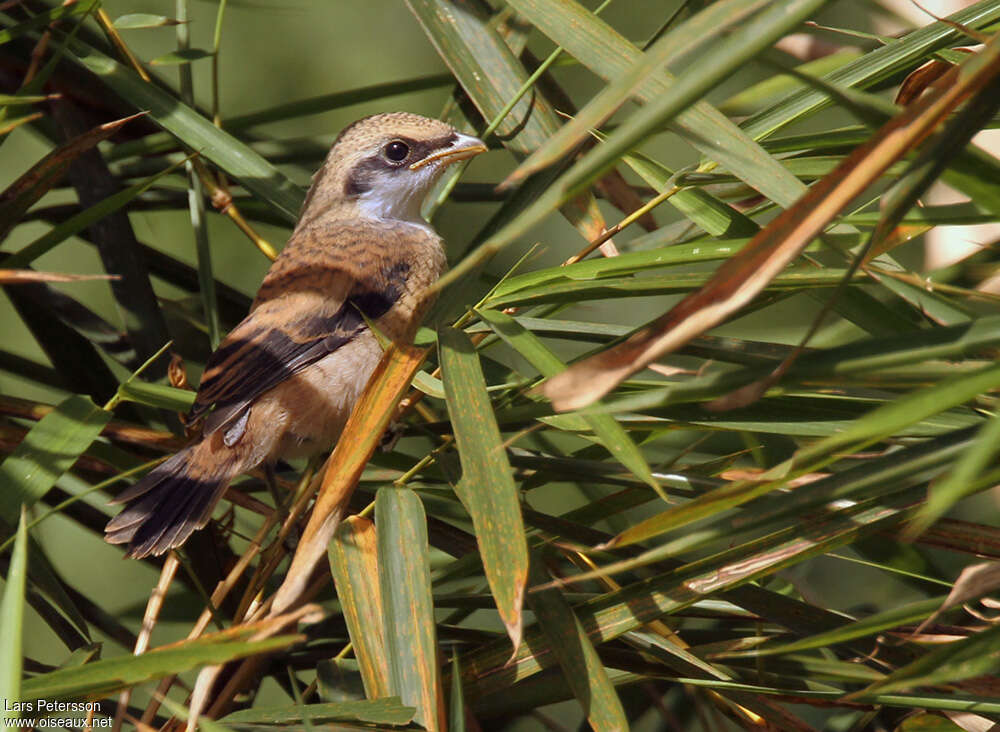 Pie-grièche schachjuvénile, identification