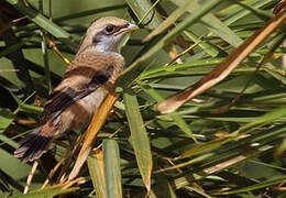 Long-tailed Shrike