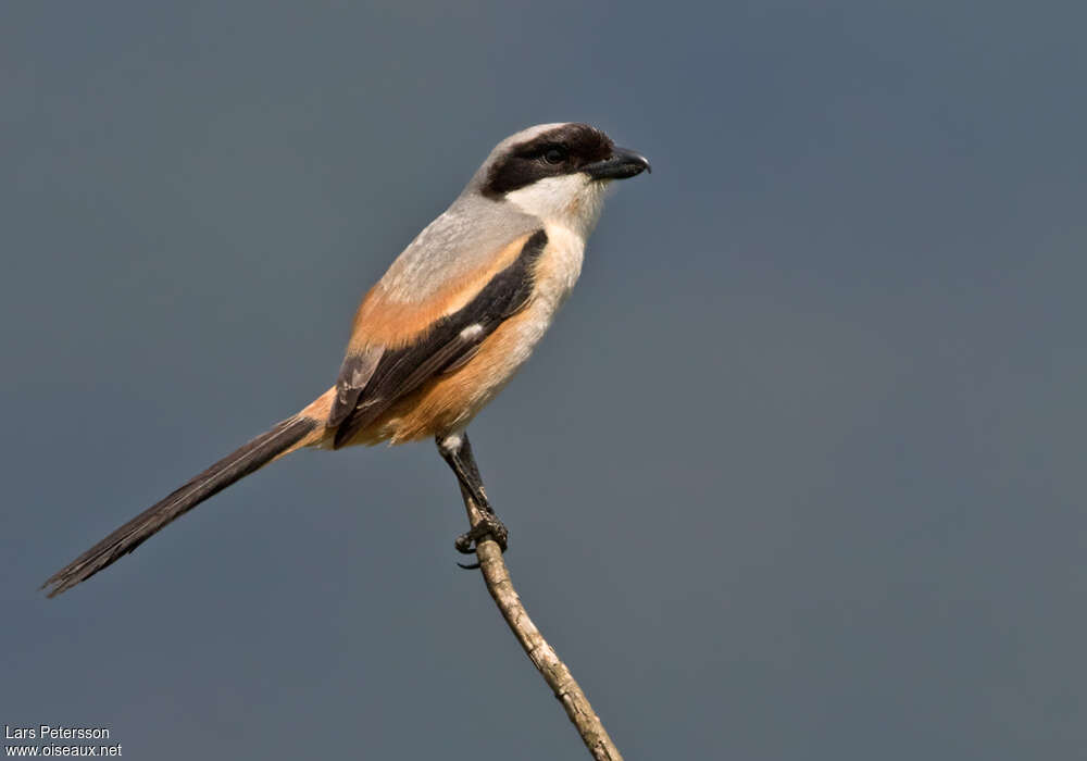 Long-tailed Shrikeadult, identification