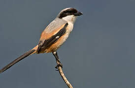 Long-tailed Shrike