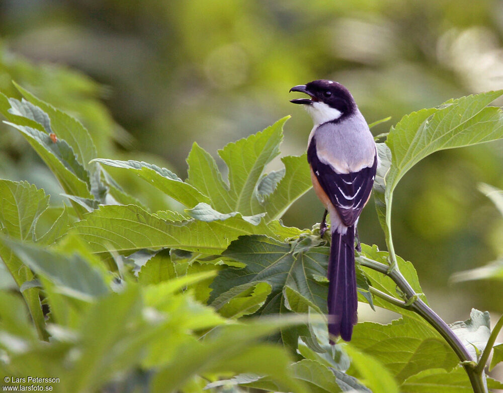 Long-tailed Shrike