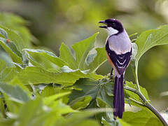 Long-tailed Shrike